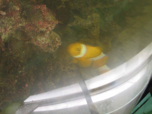 nemo.jpg (330048 bytes)